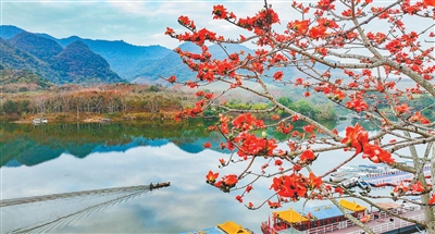 昌江木棉花又红艳艳地开了，吸引了各地游客观赏