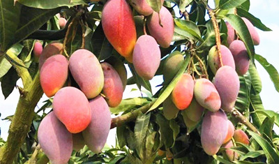 三亚热带水果：四季花开果遍地，优质热带水果享誉全球