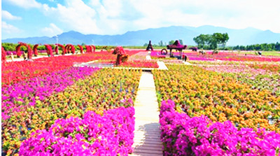 海南花梨谷文化旅游区：四季有花，四季有景