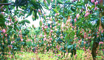 芒果之乡：芒果品种众多、品质优良