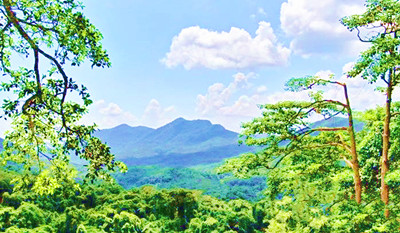 霸王岭国家森林公园：热带雨林展览馆，热带雨林特征鲜明
