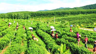 白沙品茶之旅：一边品茗，享受悠然自得