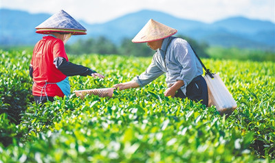 生态茶叶之乡：生态优势显著，自然条件优越