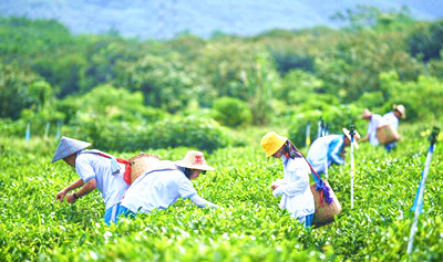 白沙茶园游：既能品茶、采茶、了解茶文化，又放松身心