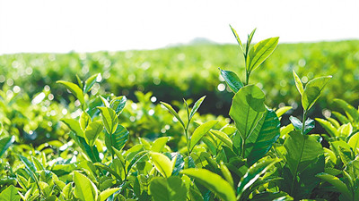 白沙绿茶：国家地理标志产品，产自白沙陨石坑境内