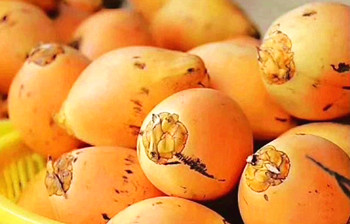 海垦金椰子：香甜，椰肉细腻松软，营养丰富