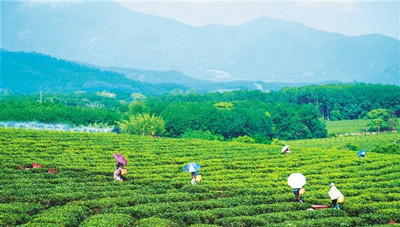 海垦茶园观光：品茶香，看茶景，寻茶趣